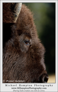 Bison photo of Gods creation