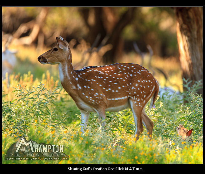 Axis Deer