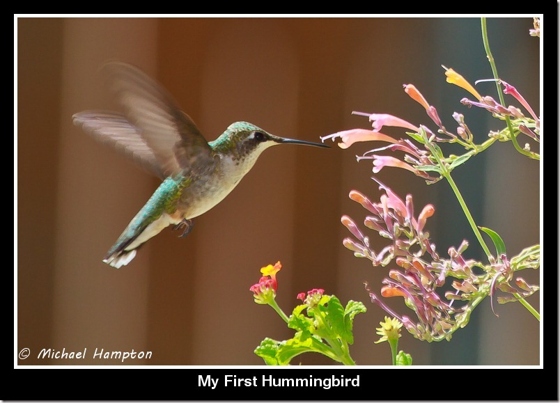 Hummingbird photo