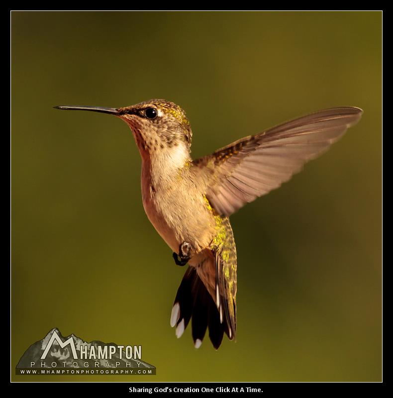 God created the hummingbird