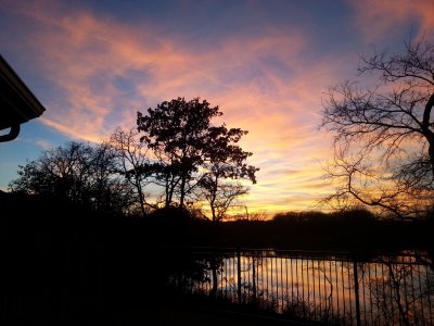 Pond reflections