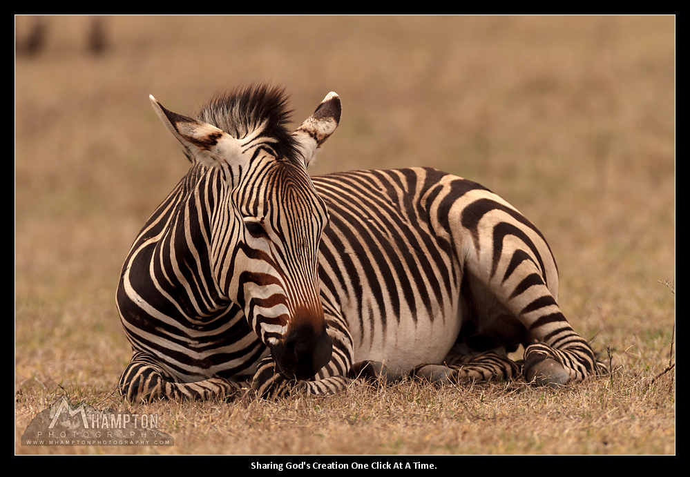 zebra photo