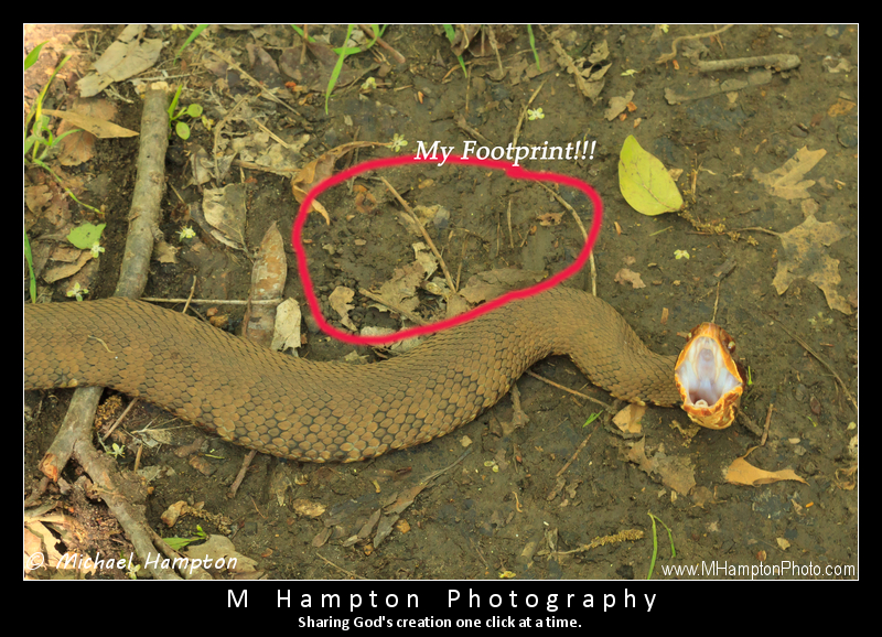 snake photo