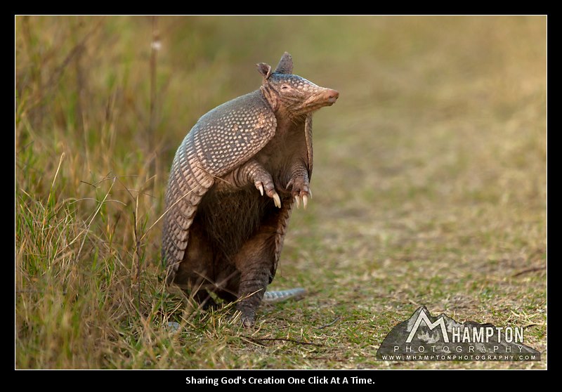 armadillo photo