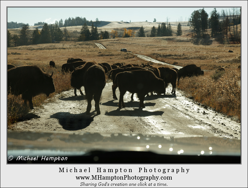 bison herd