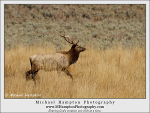 elk photo