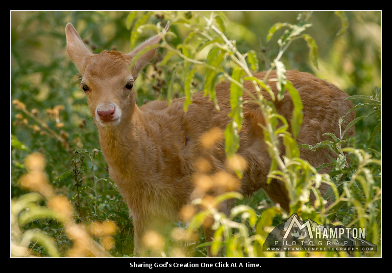 Baby Axis Deer photo