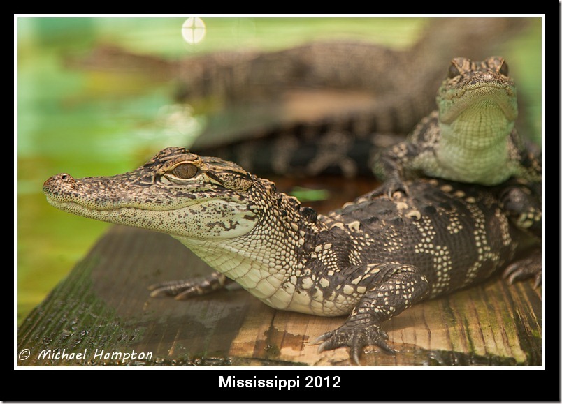 gators photo