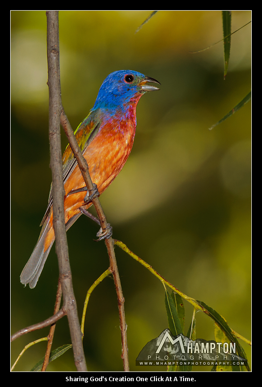 painted bunting photo
