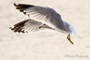 seagull photo