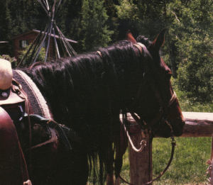 horseback rides all day