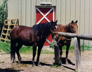 a tragic trail ride