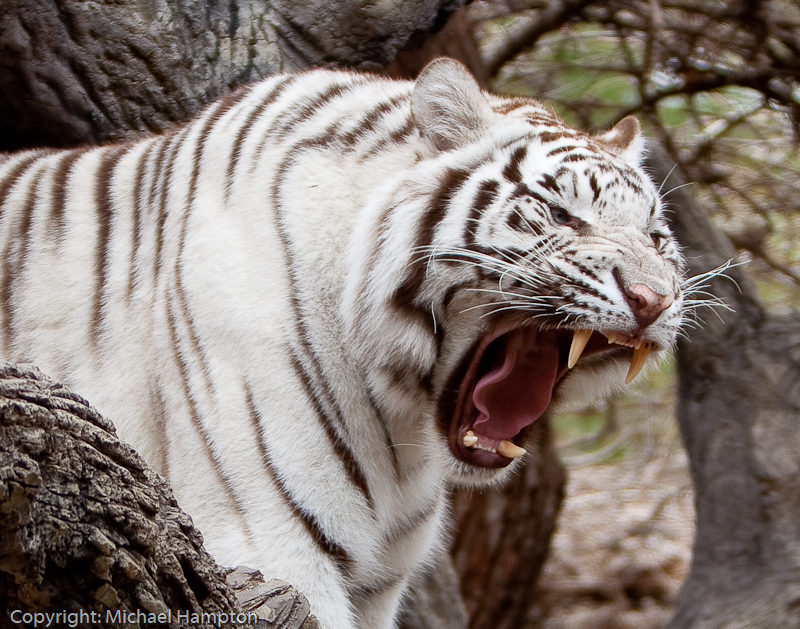 white tiger photo