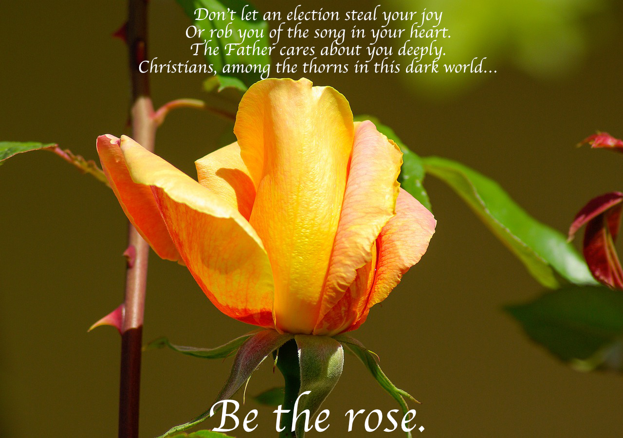 Be the rose