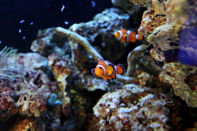 A Clownfish or two