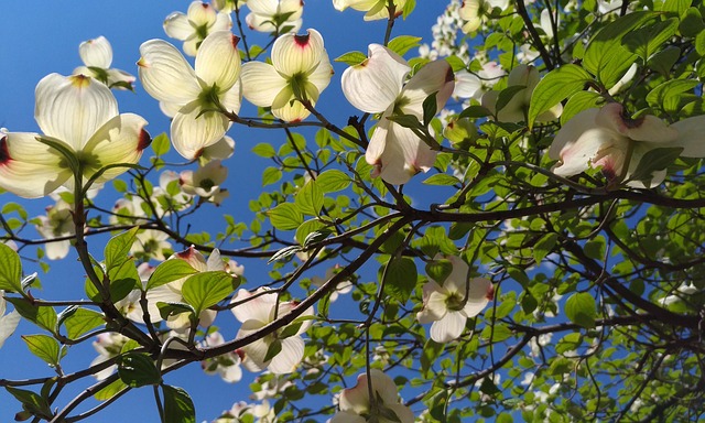 Dogwood tree