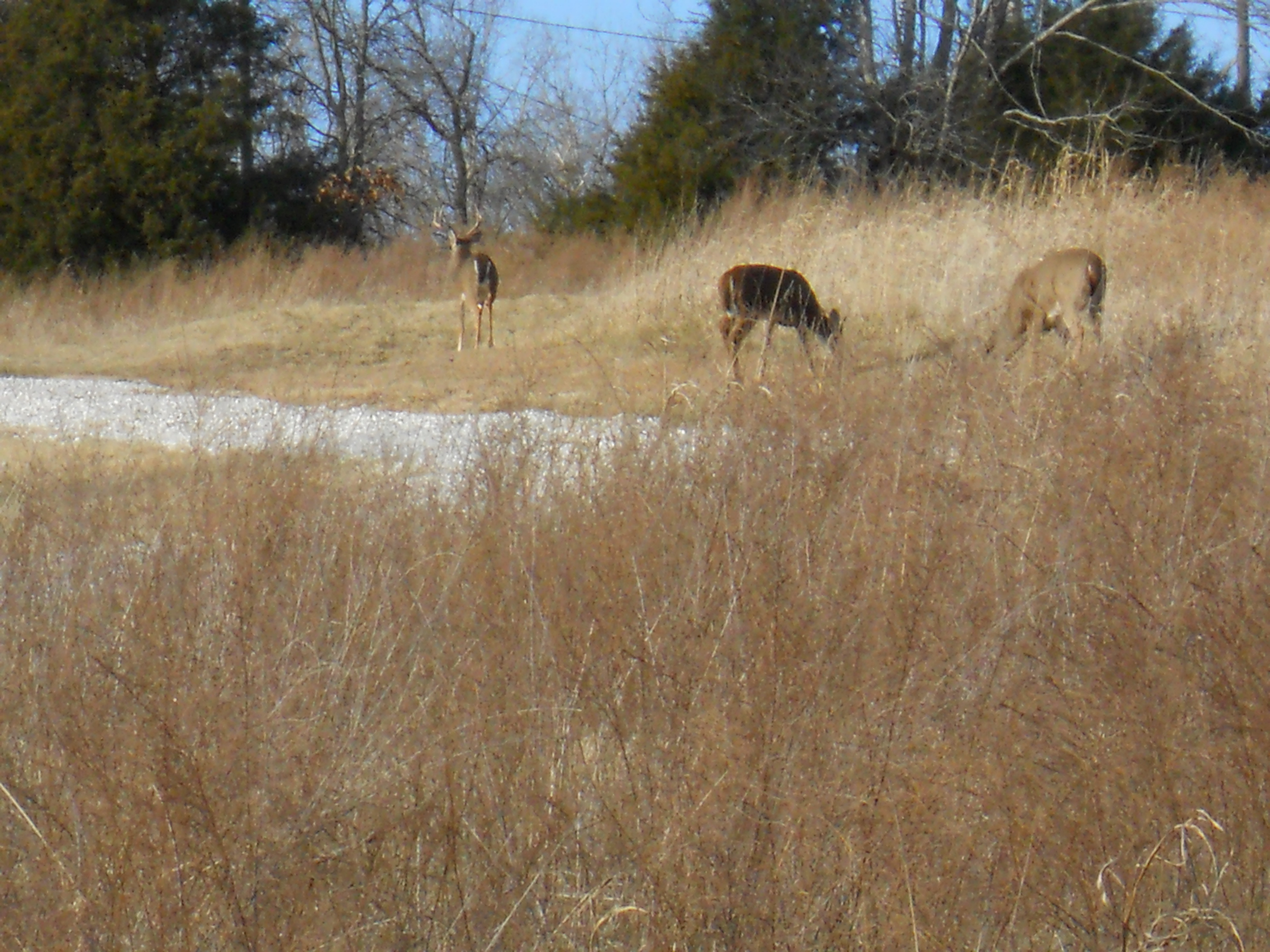 variety of wildlife