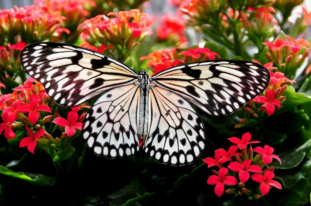 God painted the wings of the butterfly