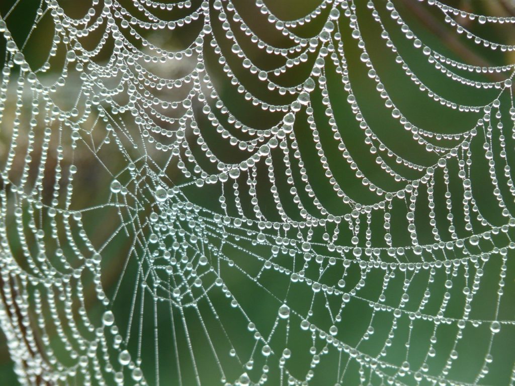 the intricacy of a spider’s web