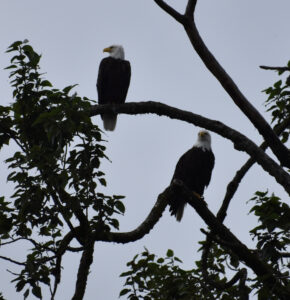 Bald eagles