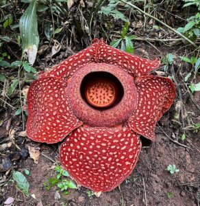 Largest flower