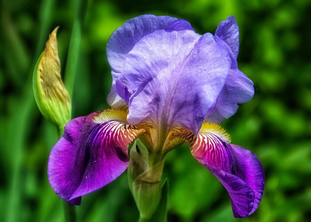 Nature reflects God's creativity in the beauty of a flower