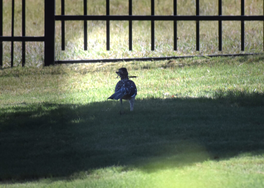 Meet our new neighbor