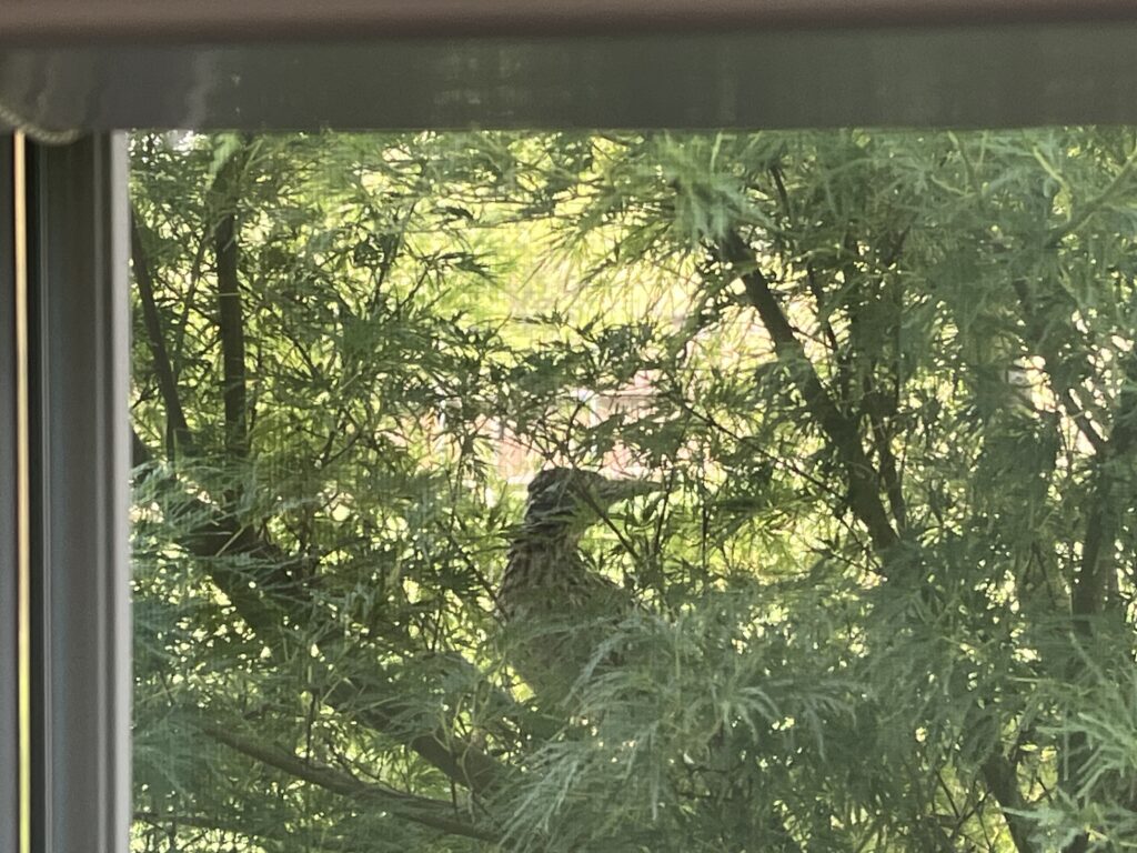 Elvis the Roadrunner