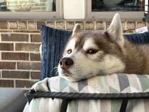 Our youngest Sibe in an angelic moment